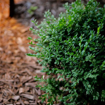 Lakeside Contemporary Landscaping