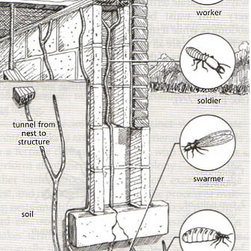 Pest Control - Products