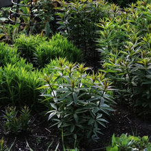 Back Garden Ideas