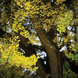 Art for your home - Photographs