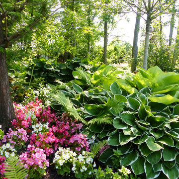 Northbrook Illinois Shade Garden in June