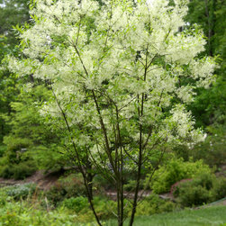 Native Flowering Trees - Products