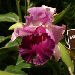 orchids - Products