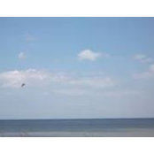 Sandra Williams's photo