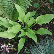 Hosta 2017