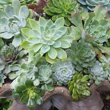 Contemporary Garden