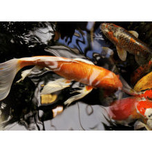 koi