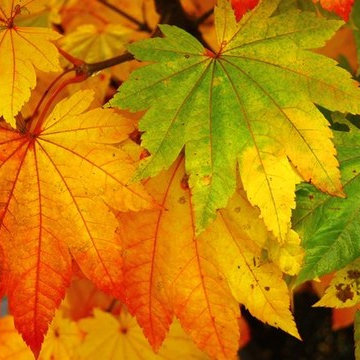 Japanese Maples | Selection | Care