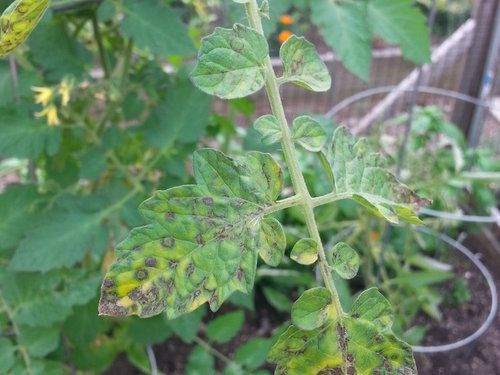 late blight tomato leaves