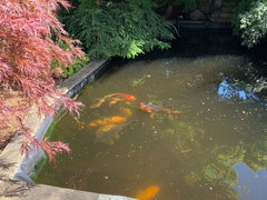 Converted our broken hot tub into a goldfish pond : r/Aquariums