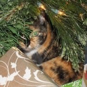 Amanda Law's photo
