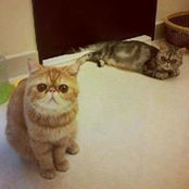 Lum Tse's photo