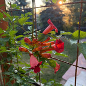 Daniel Rahmani's photo