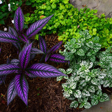 plants