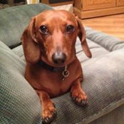Robert Schmidt's photo