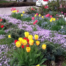 Landscape Ideas