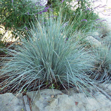 landscapes/plants