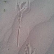 Photo de Anne Giuliano