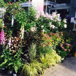 Deer Resistant Flowers - Products