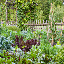 Veggie Garden