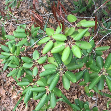 rhodedendron, unknown variety
