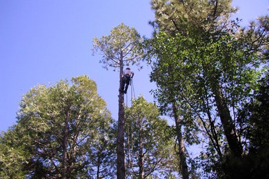 Estates Tree Service