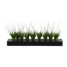 Plants