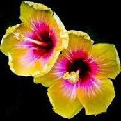 Annette Shoemaker's photo