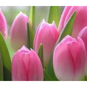 Alison Lewandowski's photo