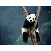 Peng Wu's photo