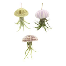 Plants