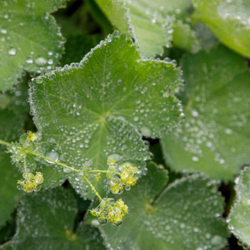 Mature Garden