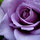 holly_persons