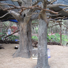bird aviary