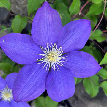 Fine Gardening