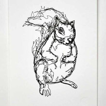 squirrel