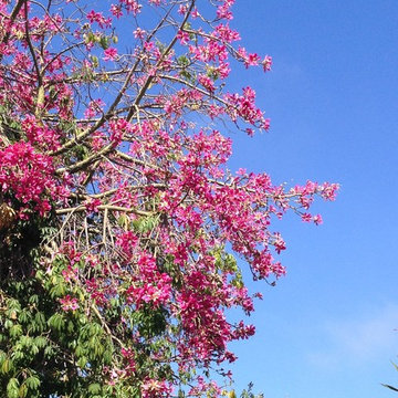 Southwestern Plants