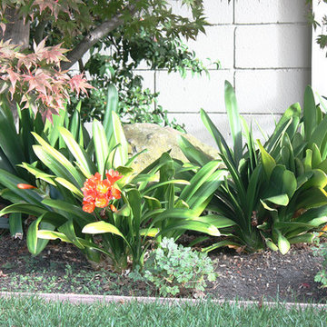 Perennials, Bulbs, and Maple Tree in Border Bed