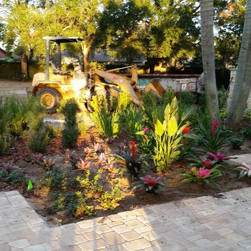 bromeliads