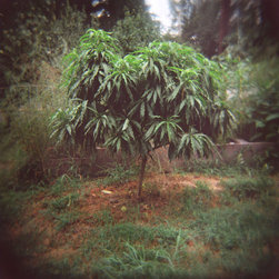 Plants & Fruits - Products