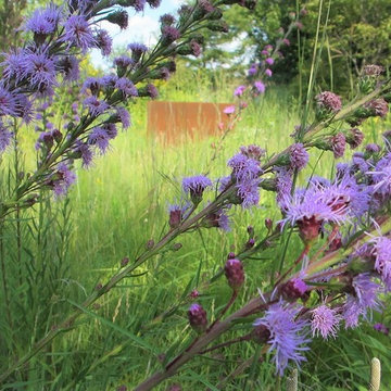 Suburban Backyard Meadow