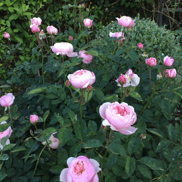 Los Angeles Rose Garden