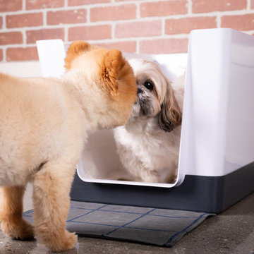 Dog Space