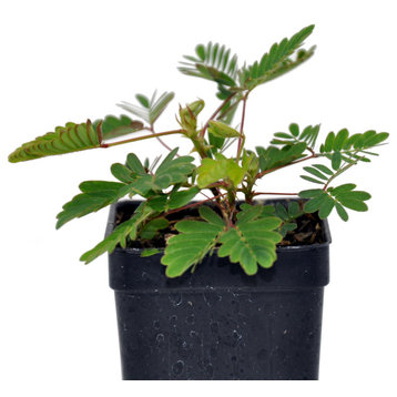 Mimosa pudica - Fairy Sensitive Plant, Winterized 3Day Shipping