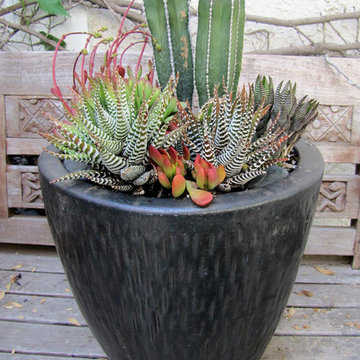 SUCCULENTS