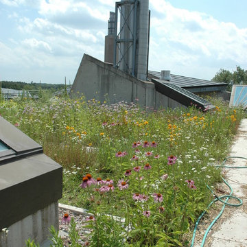 Green Roofs