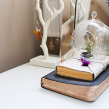 10 Ways to Place Air Plants Around the Home