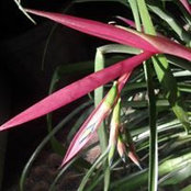 Linda Lambert's photo