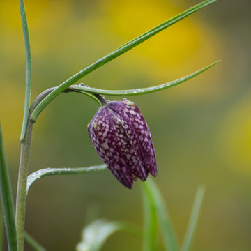 Jakobstuin