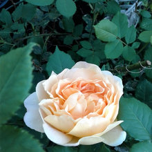 Garden pics